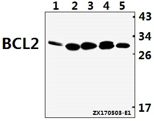 O Bcl-2 (P65) de anticorpos policlonais