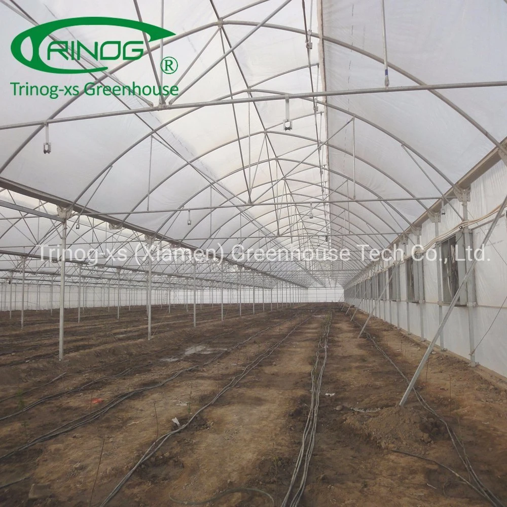 Trinog multispan hydroponic farm commercial used greenhouse tunnel for vegetable