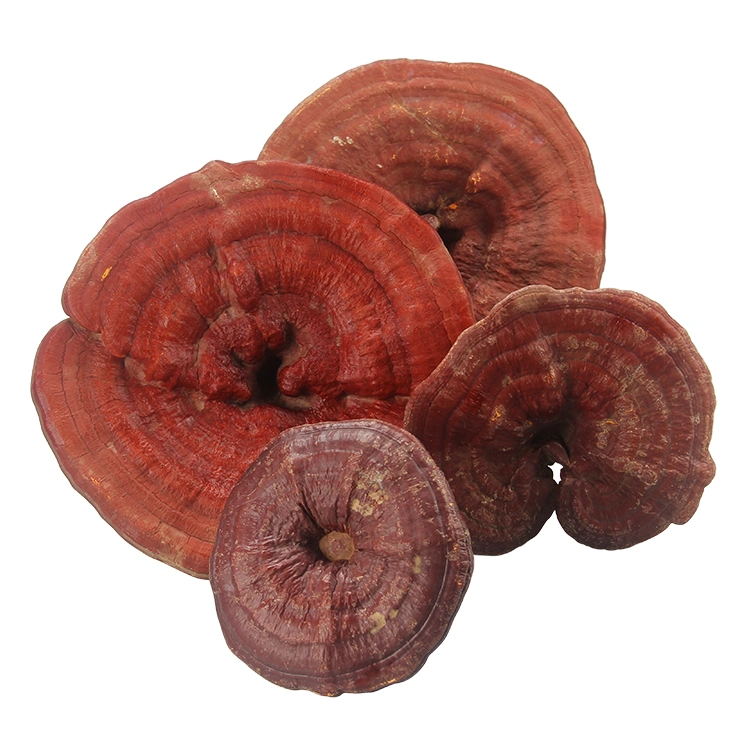 Polvo de champiñones Reishi polvo de pavo Extracto de champiñones Ganoderma Lucidum Mushroom Extraer mezclas