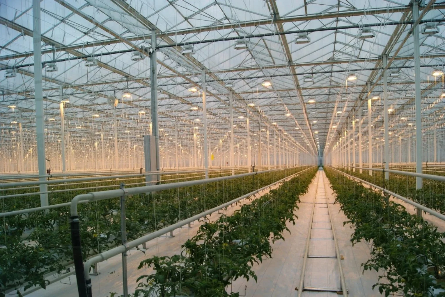 Modern Multi-Span Plastic Film/ Glass/ Polycarbonate Hydroponic Greenhouse for Agriculture