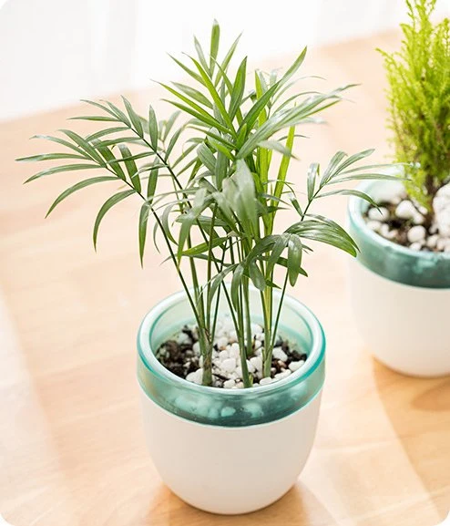 Lazy People Absorbent Potted Plants Vase