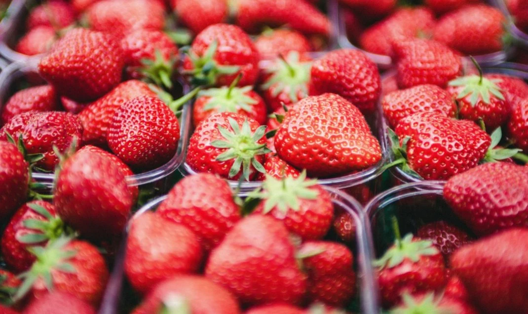 Lyophilisation de cubes de yogourt aux fraises haute Nutrition laxative facile à Digest