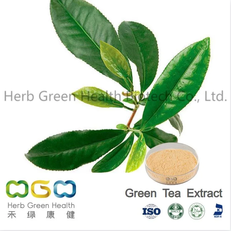Natural antioxidante Extracto de la hoja de té verde CAS 84650-60-2 el 98% 50% de polifenoles del té en polvo