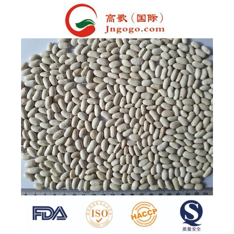 New Crop High Large White Kidney Bean