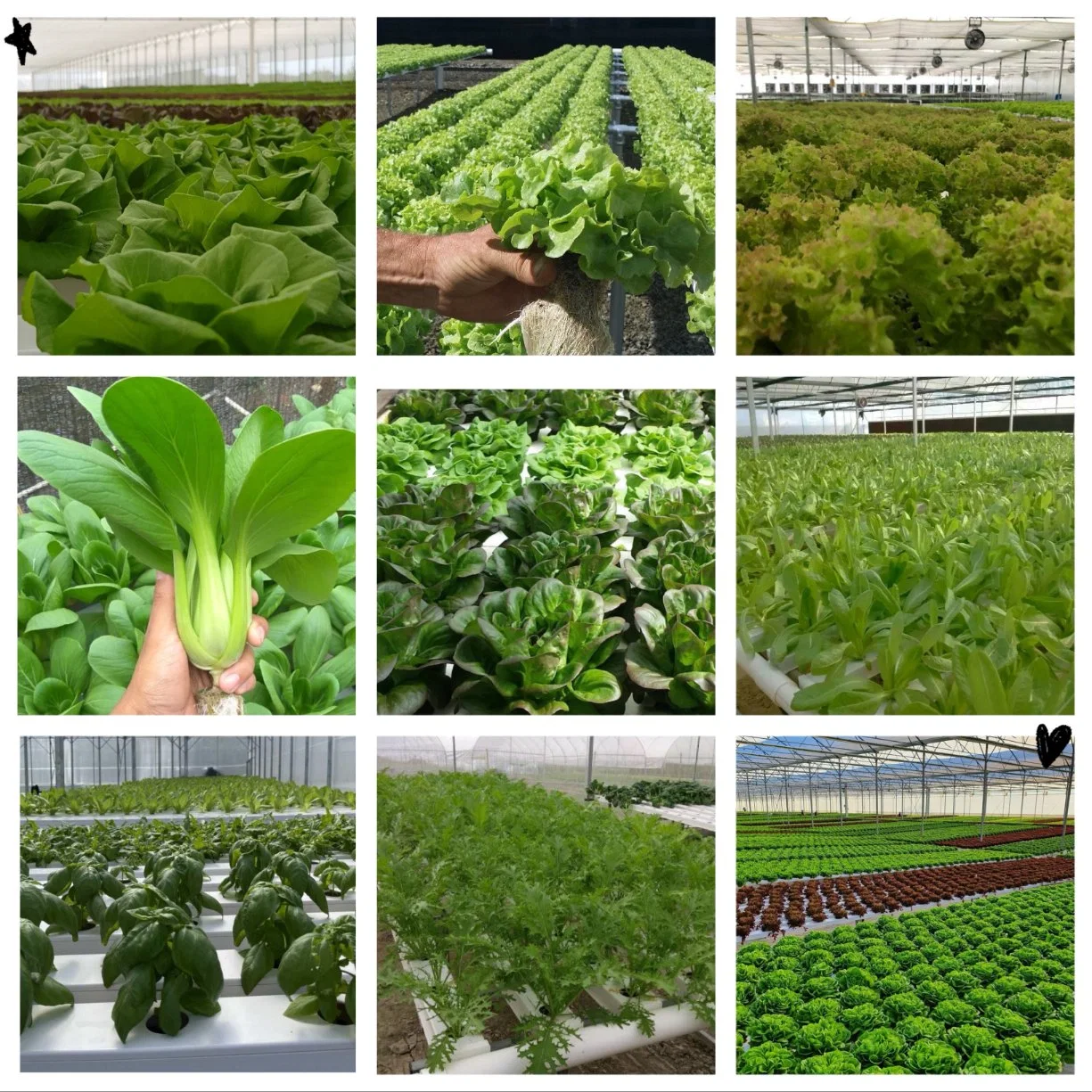 Wholesale/Supplier Growing Plants PVC Gutter for Hydroponic Greenhouse System