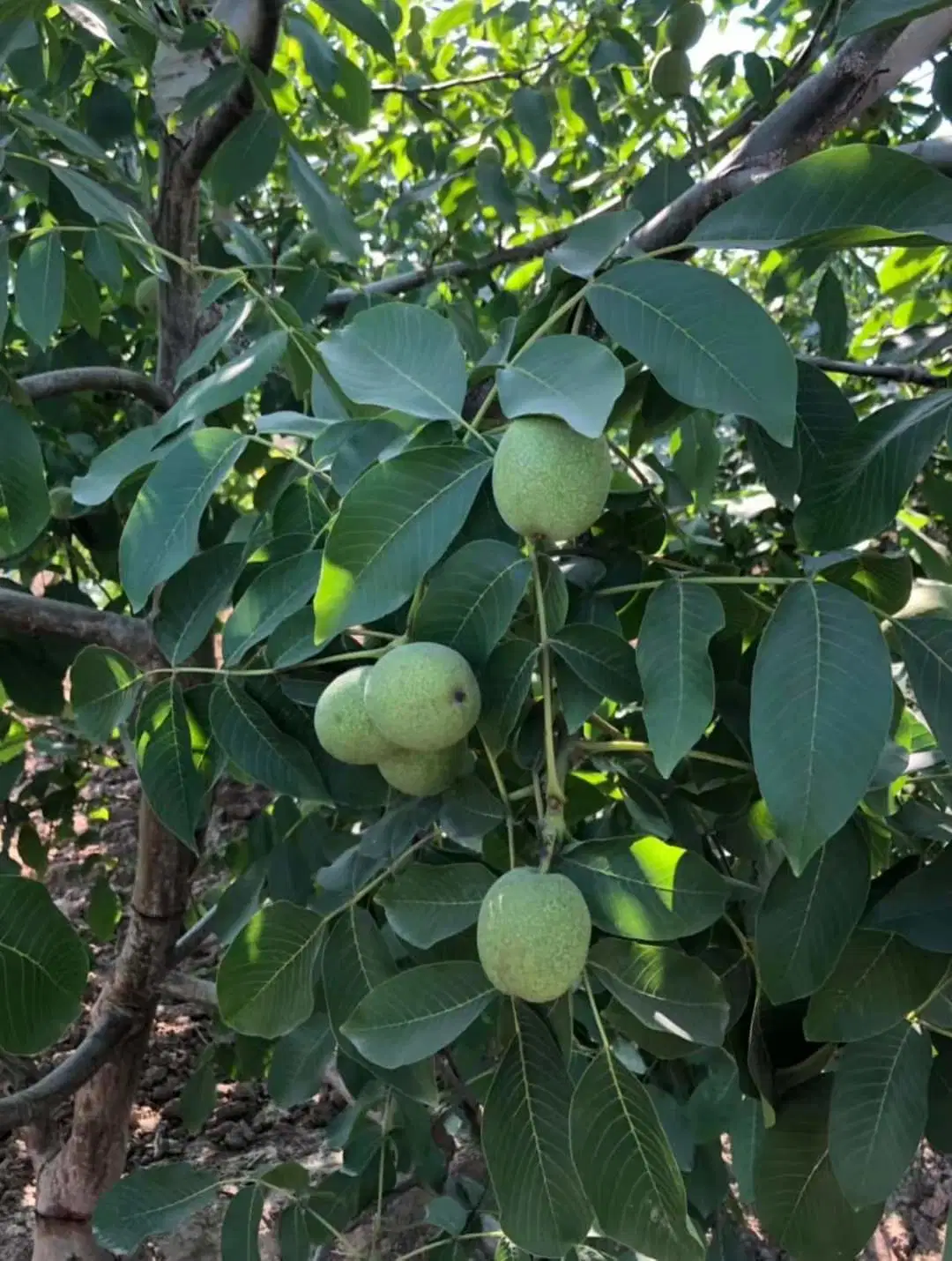 Chinese 2023 New Crop 185 Walnuss Inshell bereit für den Einstieg Der Markt