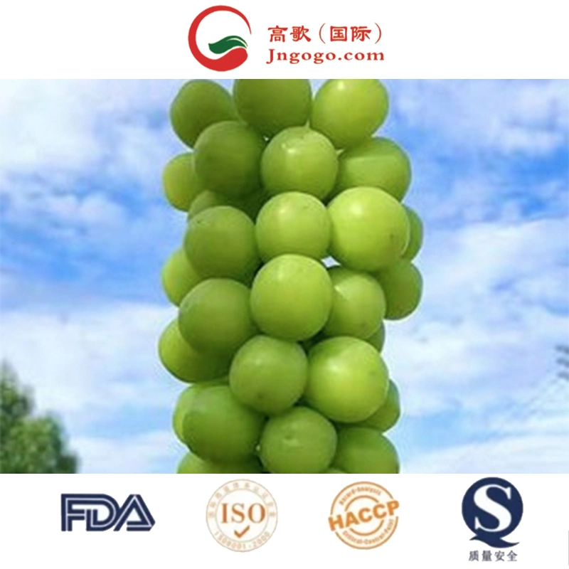 Advantageous Price Delicious Sweet 95-100% Maturity Natural Class a Green Chinese Fresh Grapes