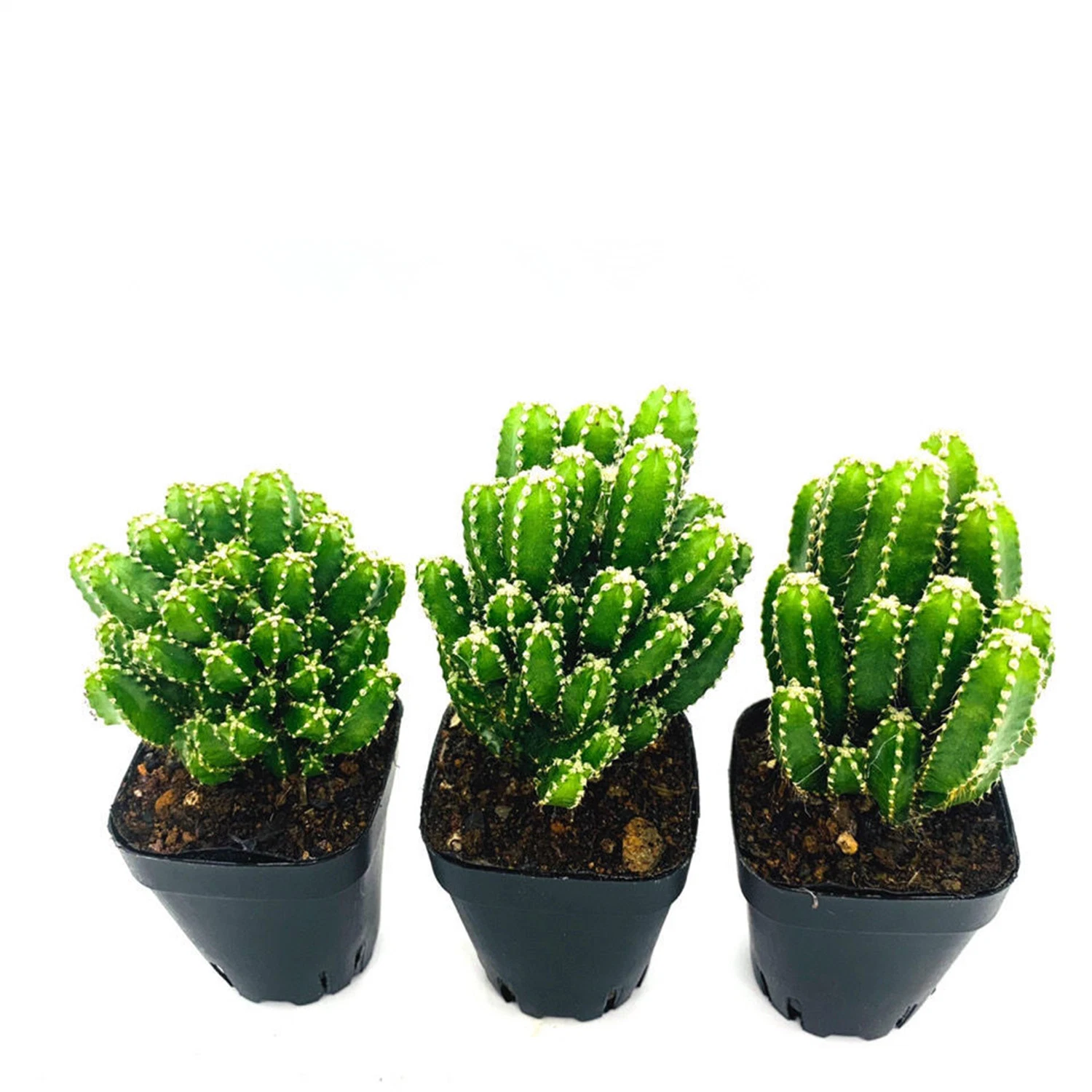 Cactus Plant Cereus &prime; Fairy Castle&prime; Live Plant Indoor Potted Wholesale