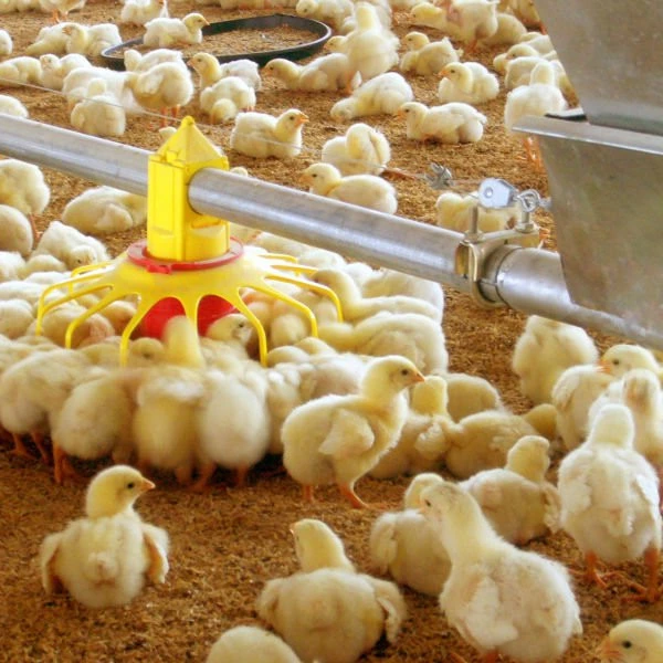 Most Popular Design Chinese Supply Poultry Equipment for Broiler Breeder and Layer Farm