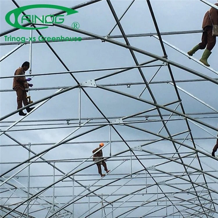 New Design Inner Shading System Cooling Multi-span Film Greenhouse for Agriculture From China