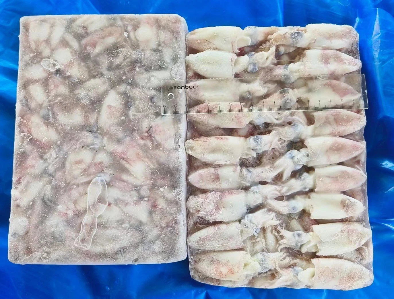 Frozen Whole Round Squid/Loligo Chinensis/ Japonica