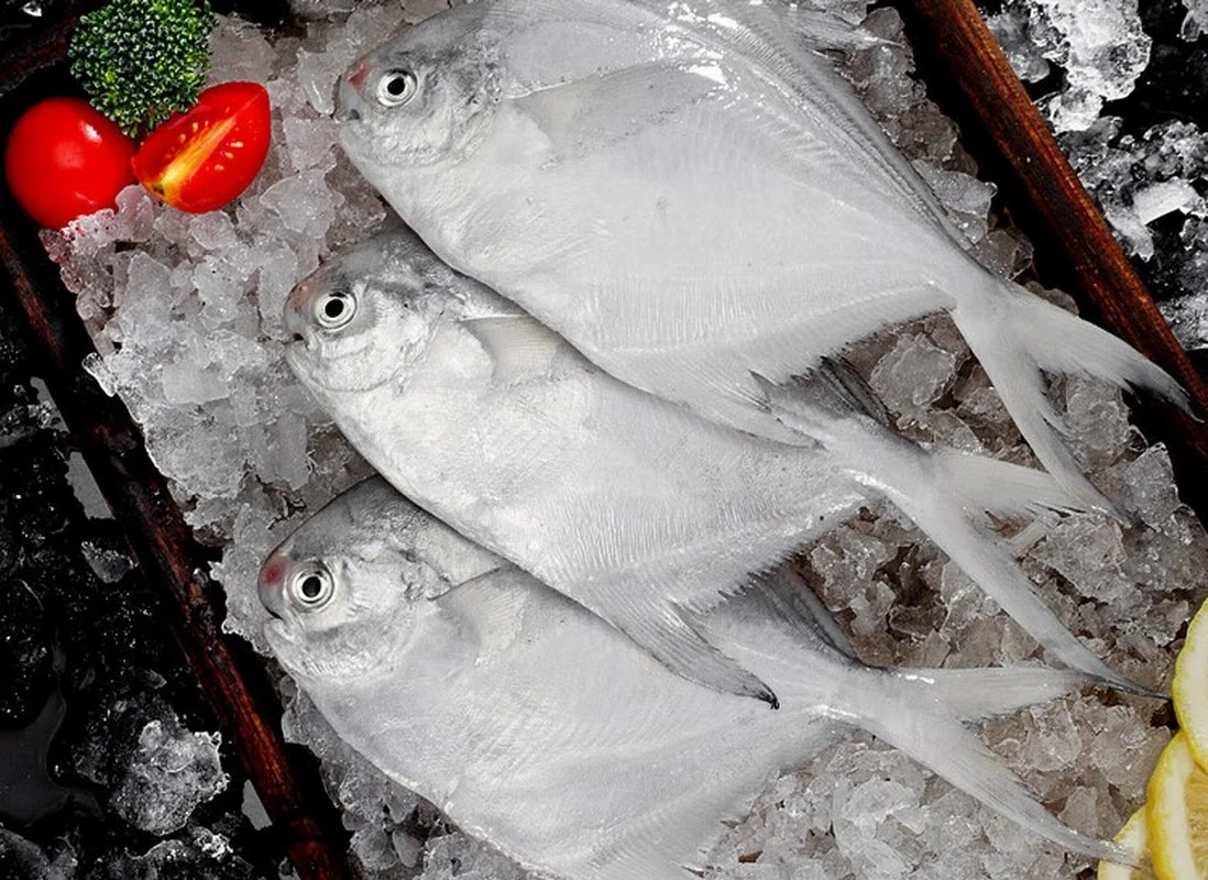 Frozen Silver Pomfret Fish, Whole Round