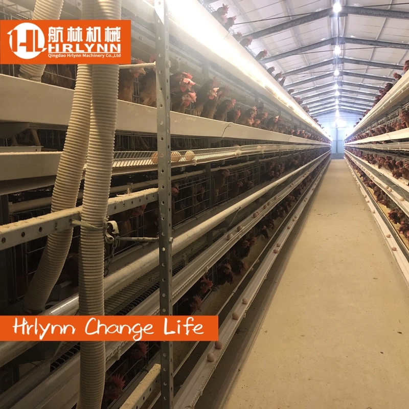 Automatic Layers Chicken Cage with Feeding Machine Egg Collection Machine