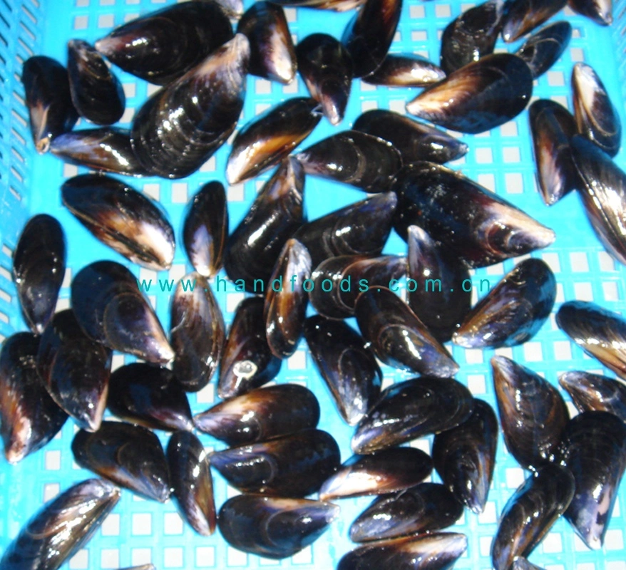 Healthy Seafood of Frozen Alive Cooked Blue Mussel Shell on