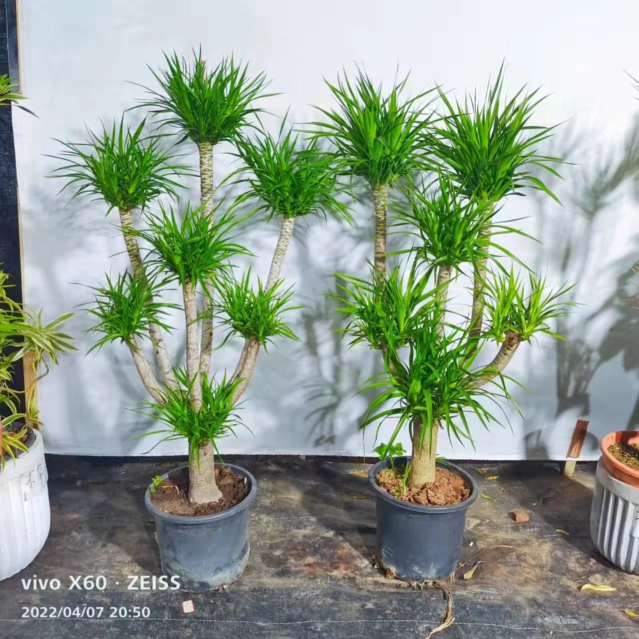 Dragon Blood Tree Dracaena Vand. Ex L. Outdoor Real Plant Bonsai S-Shape