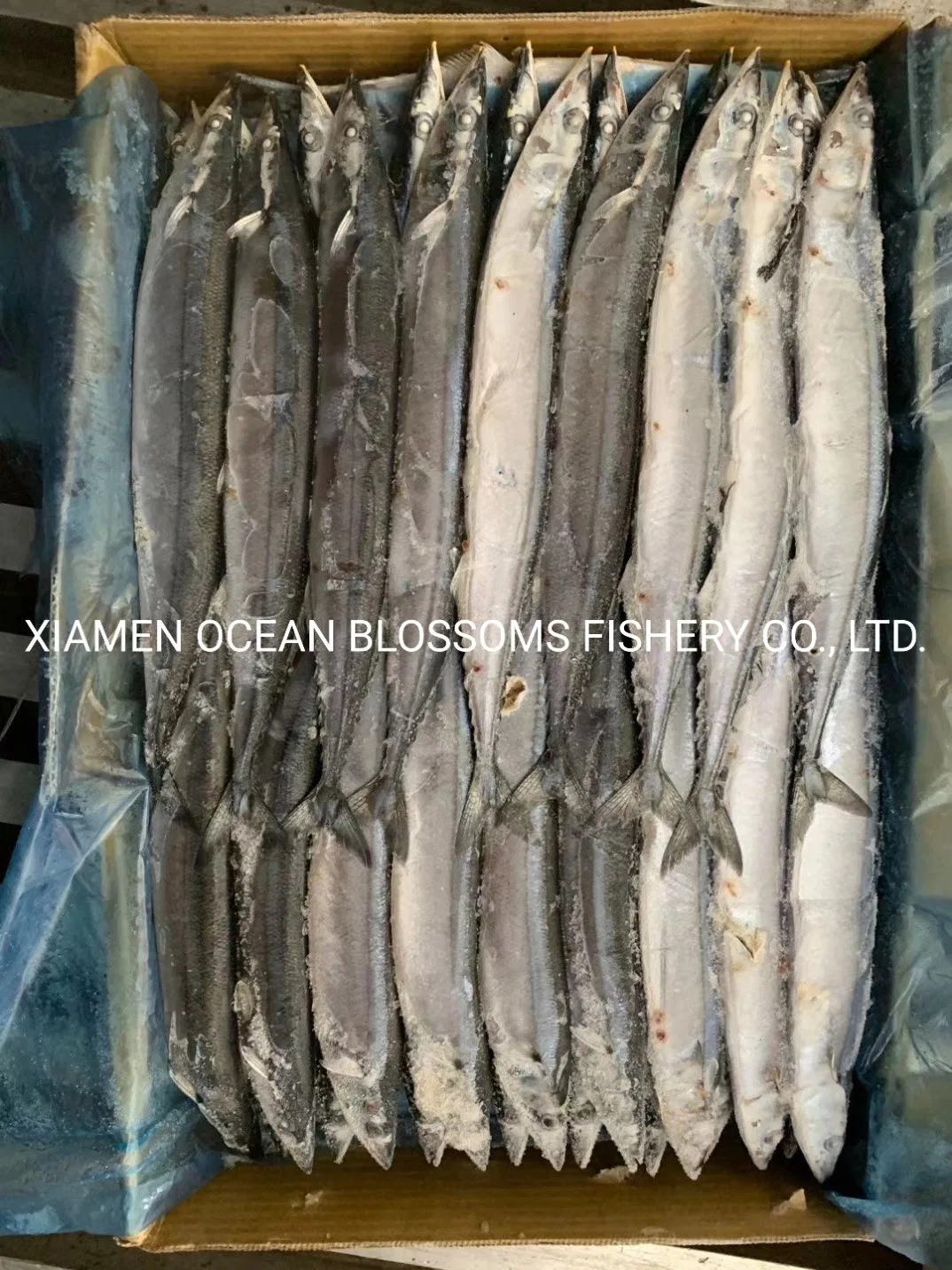 High quality/High cost performance Taiwan Pacific Saury Hot Sale From China Manufacturer