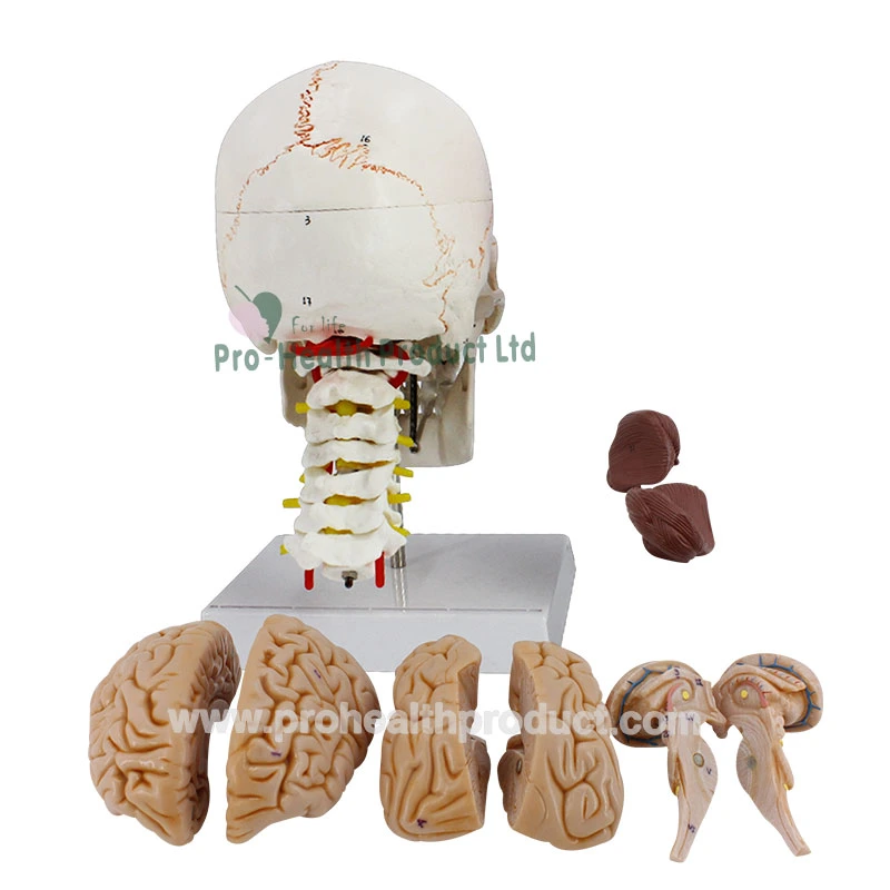 Modelo de cráneo con número de cerebro desmontable con columna vertebral cervical