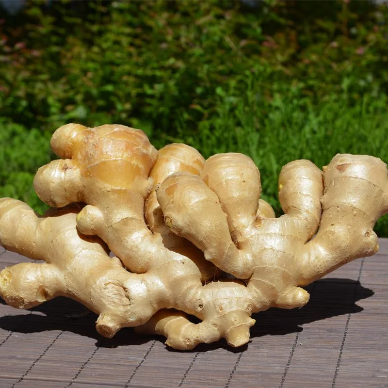 Europe Standard Air Dry Ginger for Export