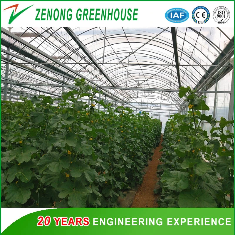 Insulation Greenhouse for Cold Area Planting Uses Energy Saving Greenhouse Double Arch Double Film Greenhouse