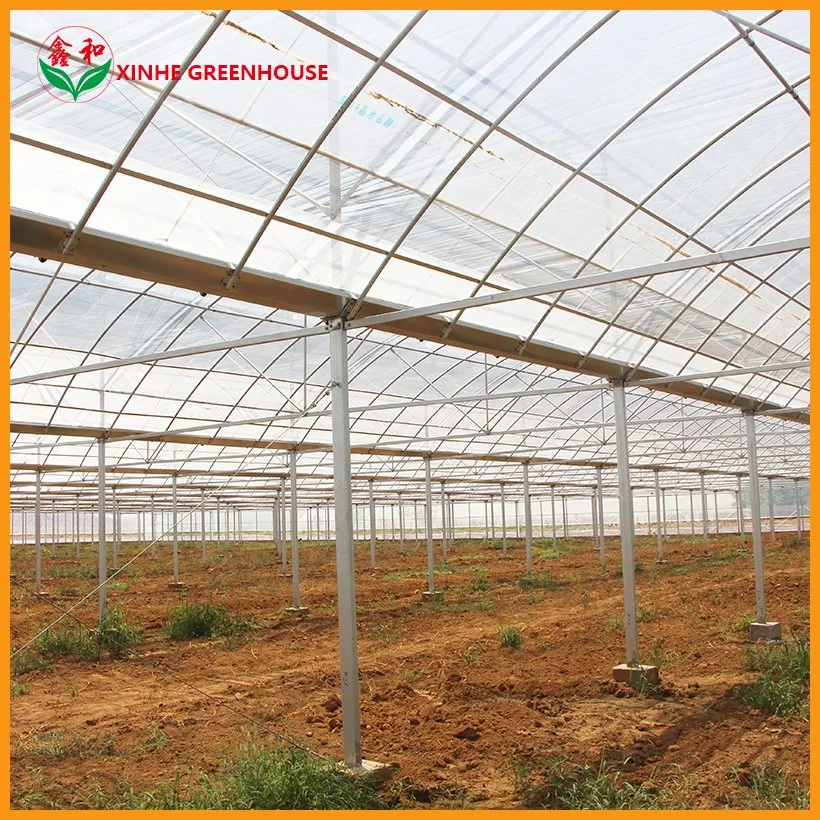 10000m2 Agricultural/Commercial /Multi- Span Film/Po/PE/Plastic Green House for Tomatoes/Cucumber/Peppers/Strawberry with Hydroponic System/Drip Irrigation