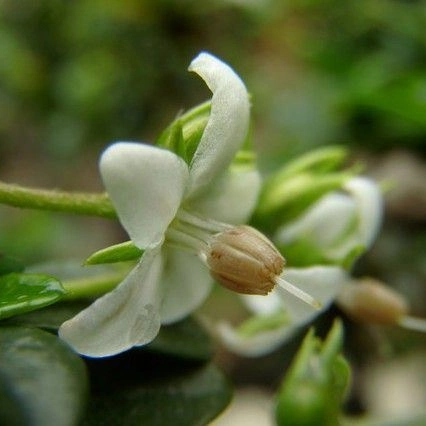 Plantes réelles Carmona