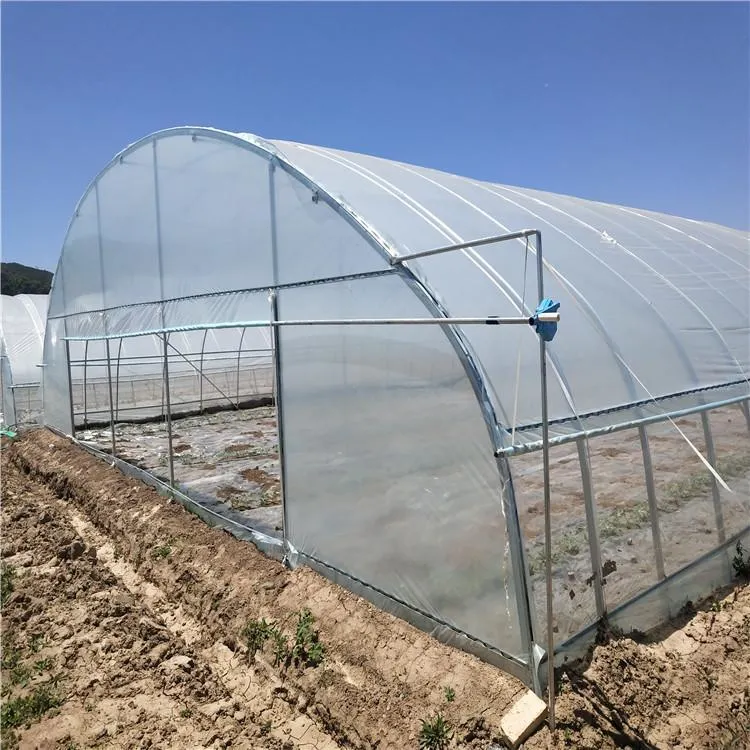 China Factory Hydroponic System Equipment Single-Span Film Greenhouses for Agritulture Strawberry
