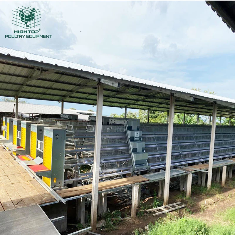 Automatic Layer Chicken Cage With Feeding Machine Manure System Egg Collection Equipment