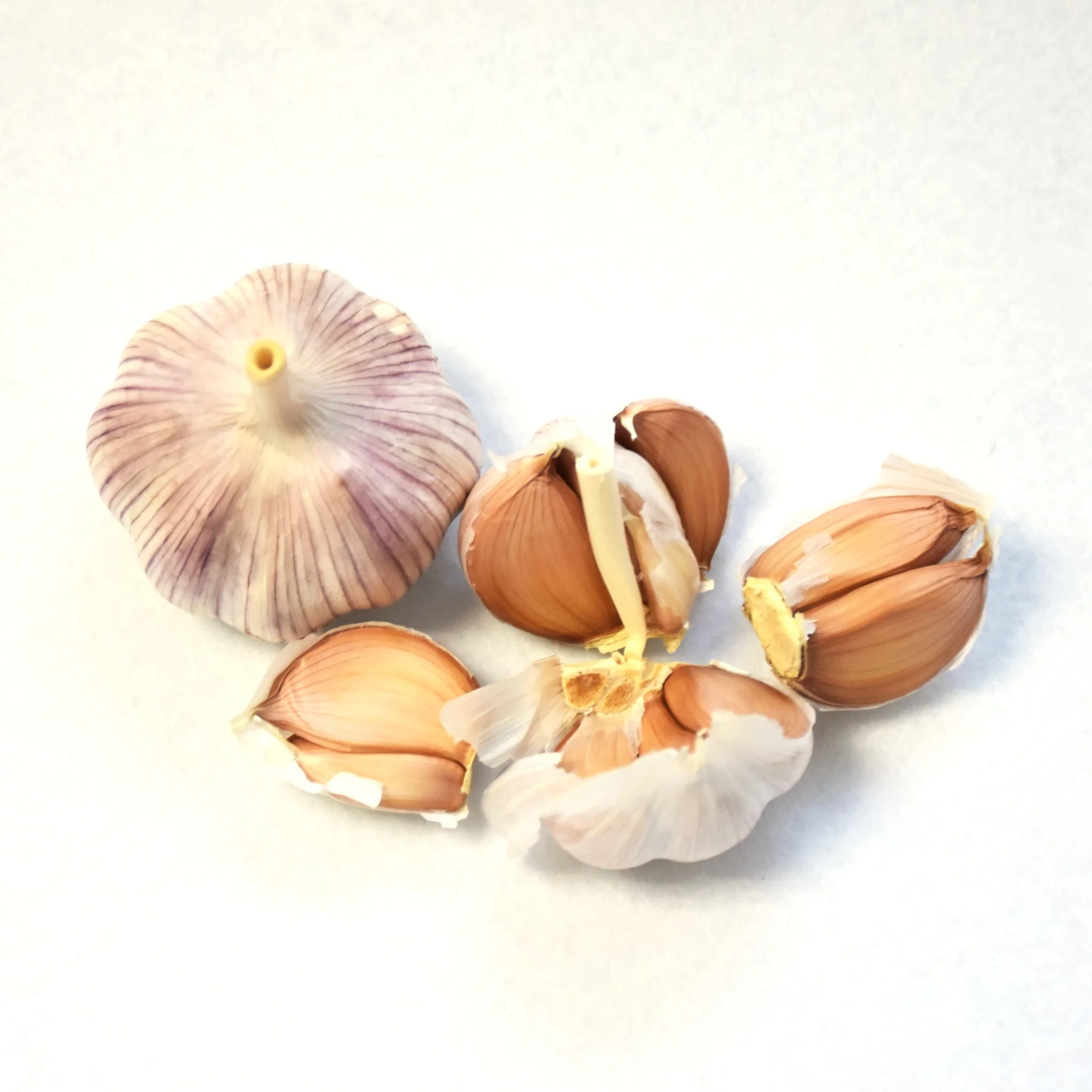 Fresh Garlic High Quality Purple Red Garlic 2022