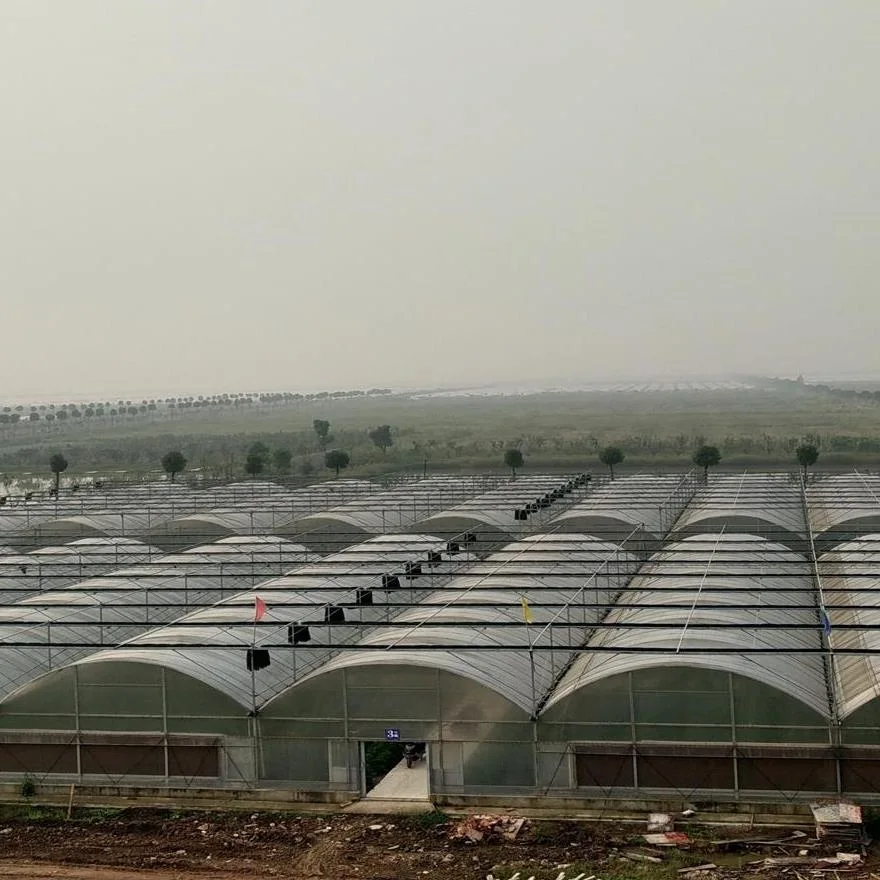 Commercial Plastic Film Greenhouse for Tomatoes and Strawberry