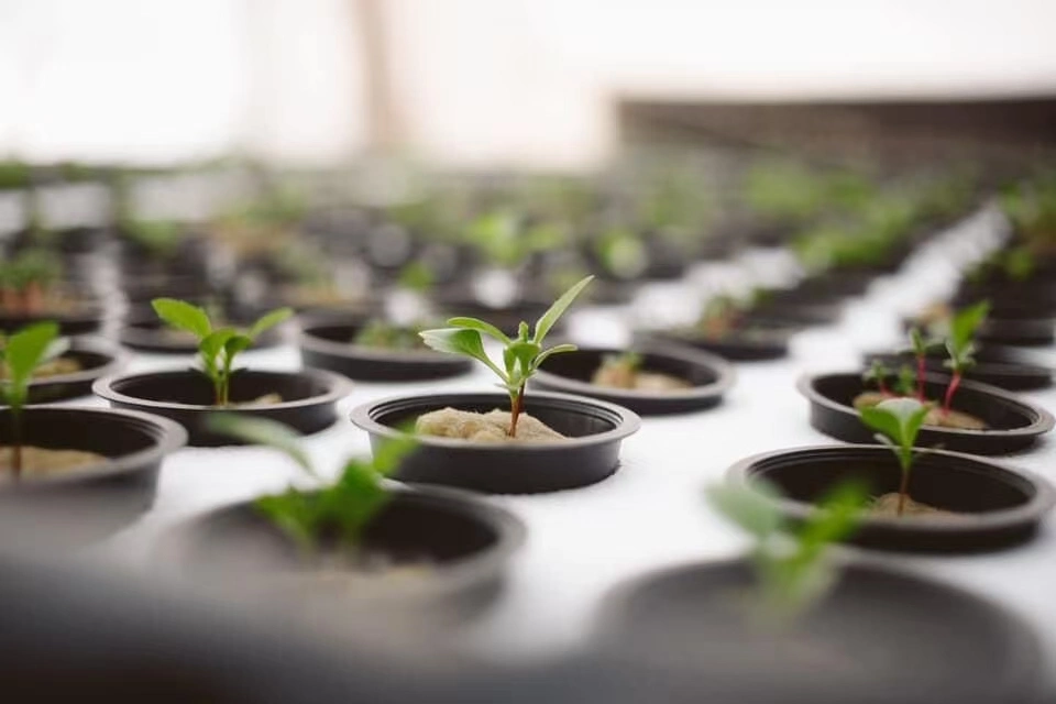 Flor Aeroponics Net Hidroponik olla para servicio pesado de efecto invernadero