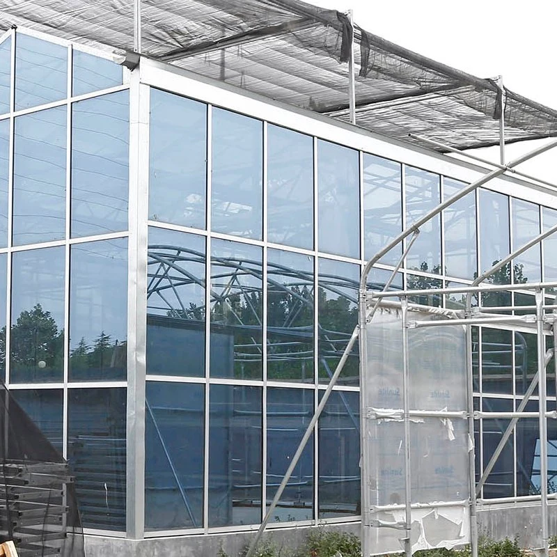 Túnel vegetal agrícola Multi-Span Venlo de efecto invernadero de vidrio para el cultivo de hortalizas