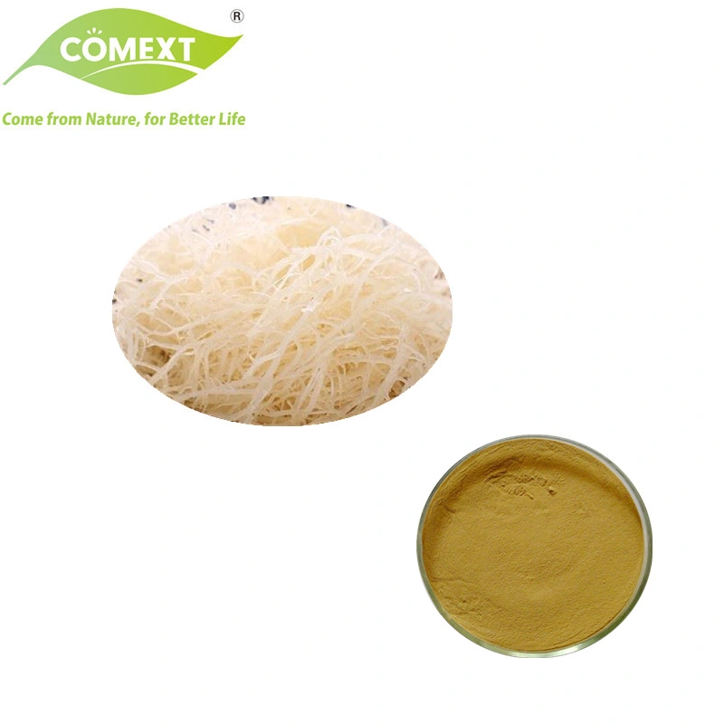 Comext Health Product Food Additive بالجملة Herbal Chondrus Crispus Extract مستخرج من موس كاراجن موس الإيرلندي