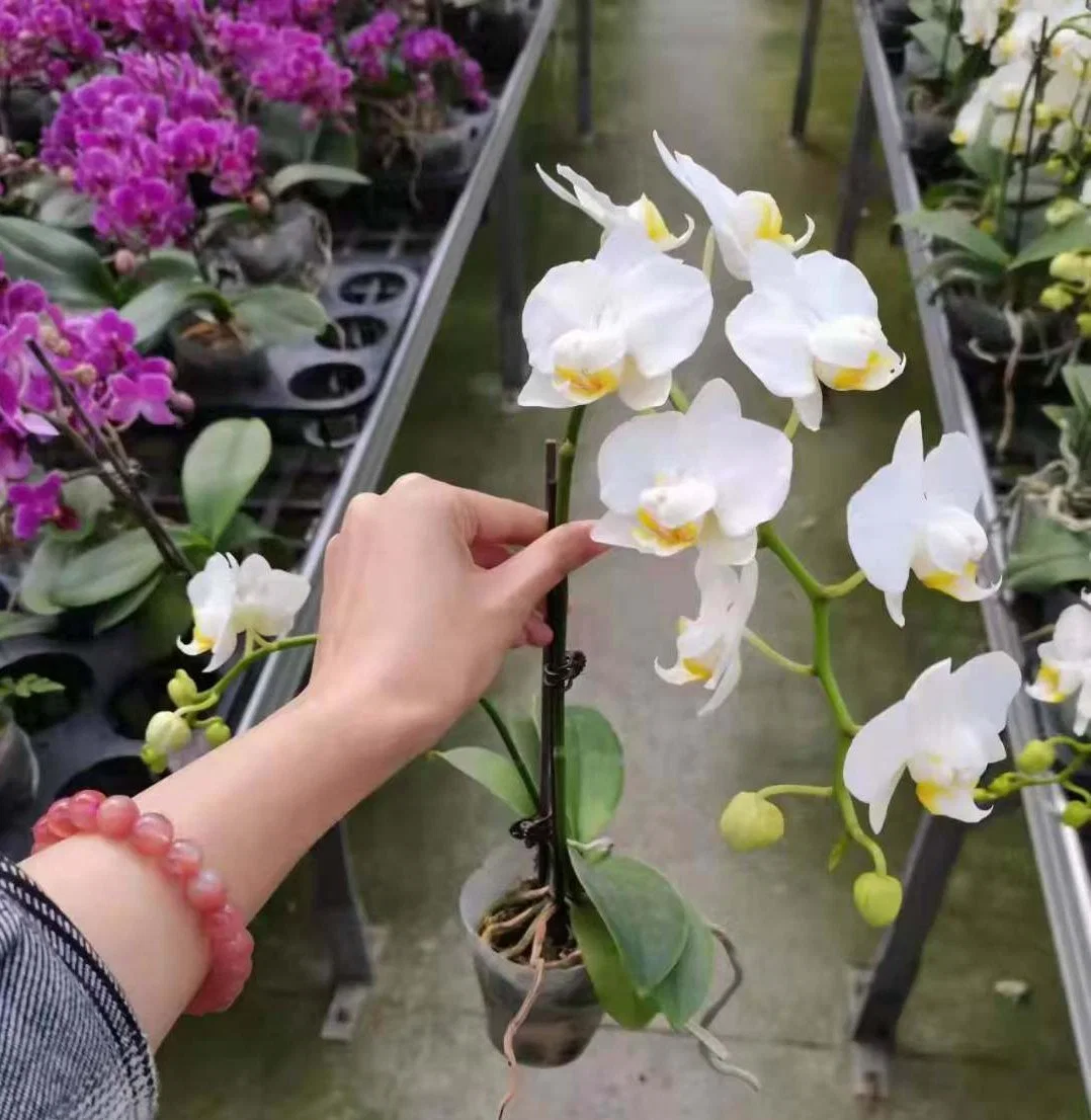 Wholesale/Supplier Phalaenopsis Orchids Mix Styles Bonsai Seedling Flower Gardening Live Plants