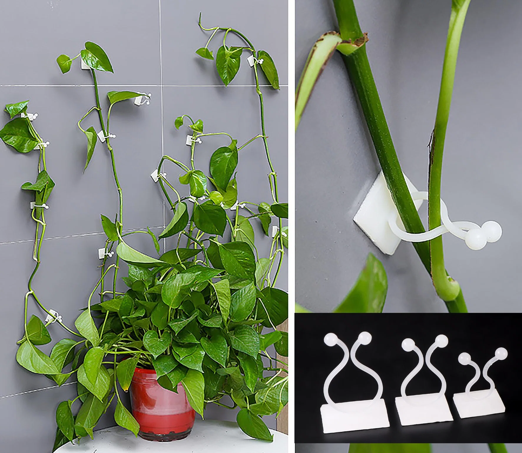 Invisible Wall Rattan Clamp Plant Climbing Wall Self-Adhesive Buckle Hook Vine Hanging Fixator Plant Stent Sup Fixed Clip