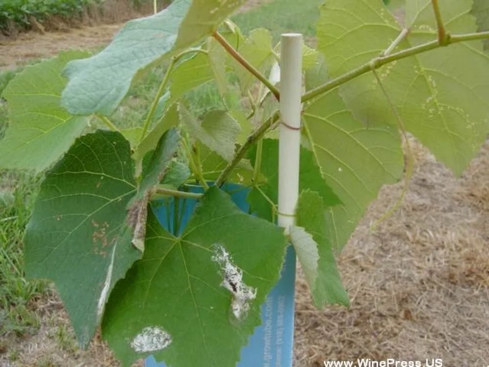 La protección UV extremo afilado duradero de larga duración de la fibra de vidrio tomate juego