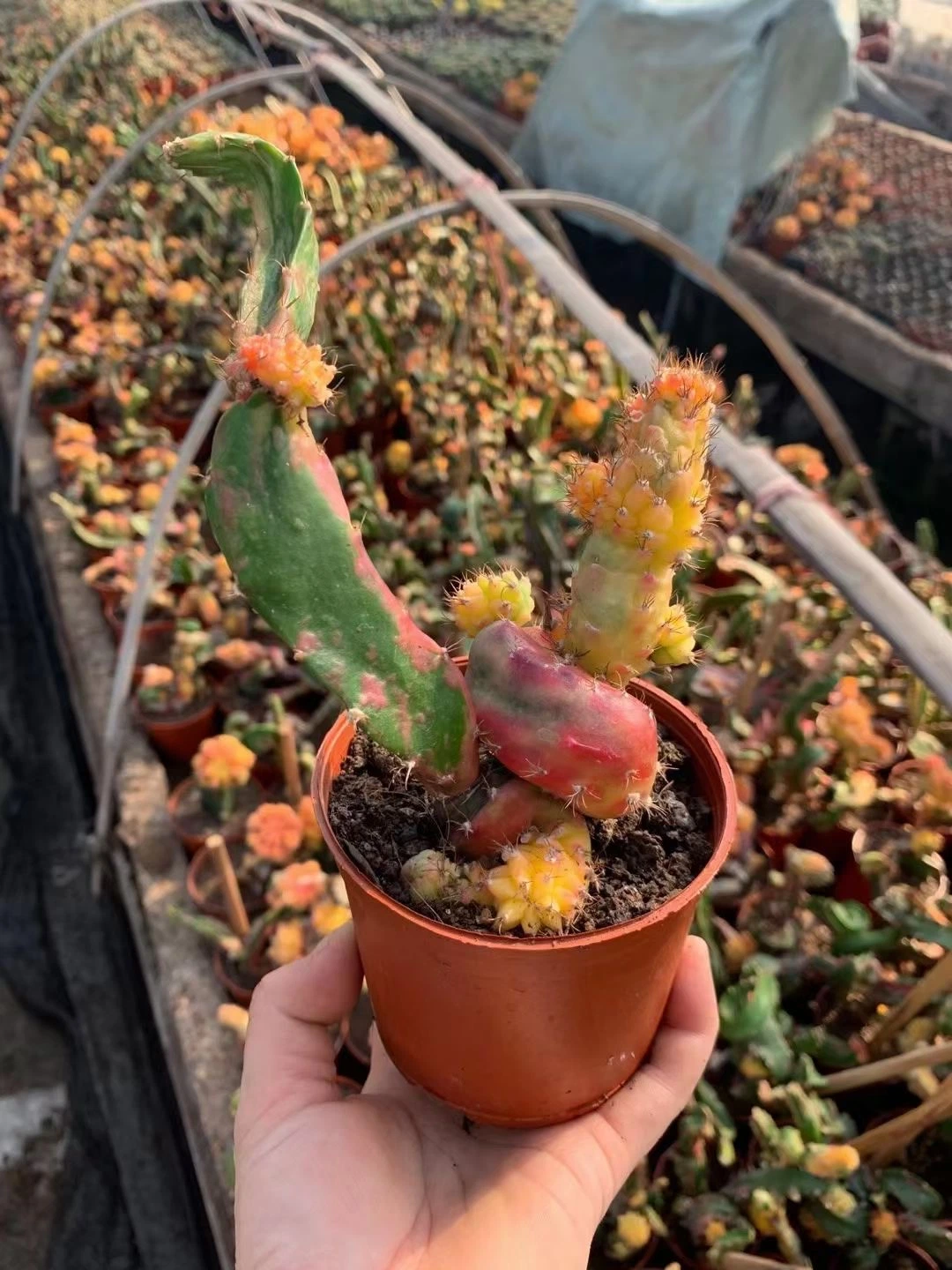 Hylocalycium Singulaye Cactus