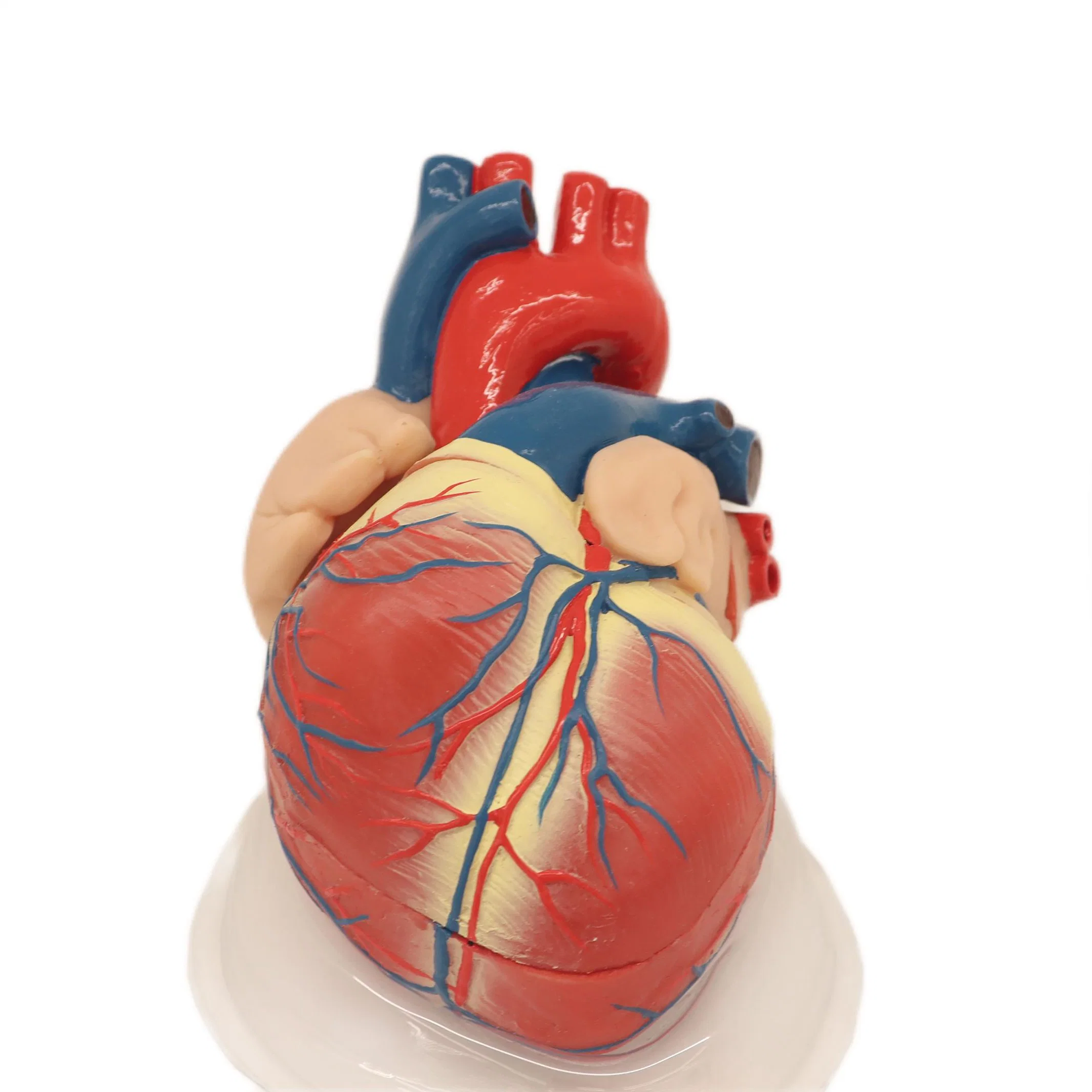 Modèle anatomique d'expansion du coeur en PVC de haute qualité