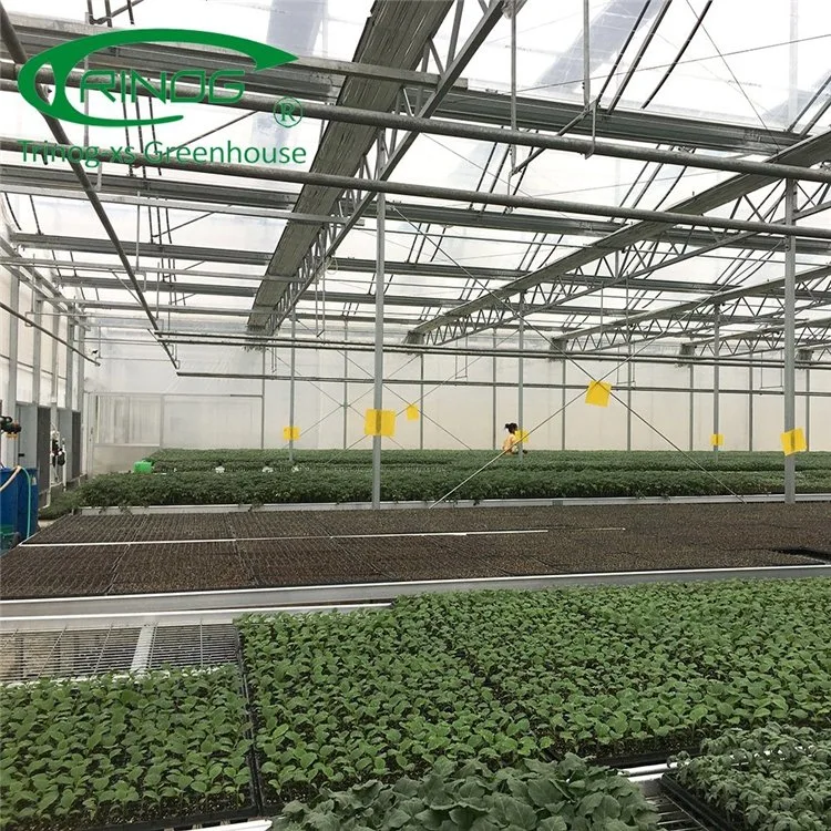 China Intelligent Large Scale Multi-span Film Greenhouse