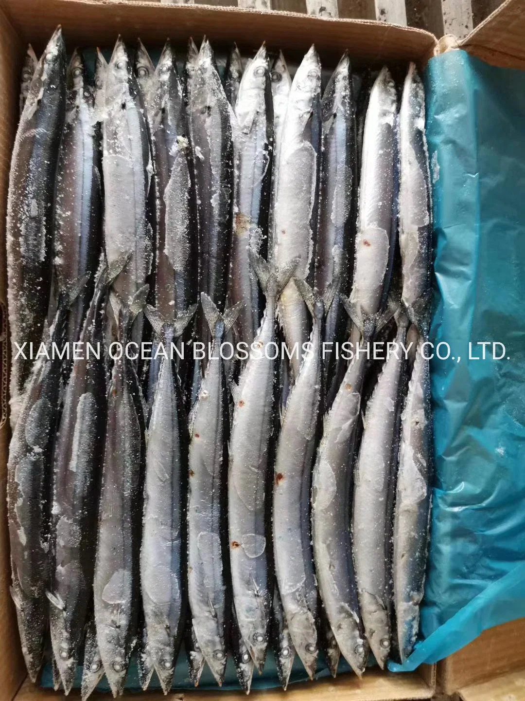 Best Quality Frozen Pacific Saury