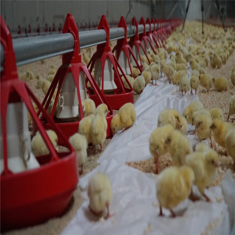 Moderno prefabricados Granja Casa de aves de capoeira a partir da fábrica