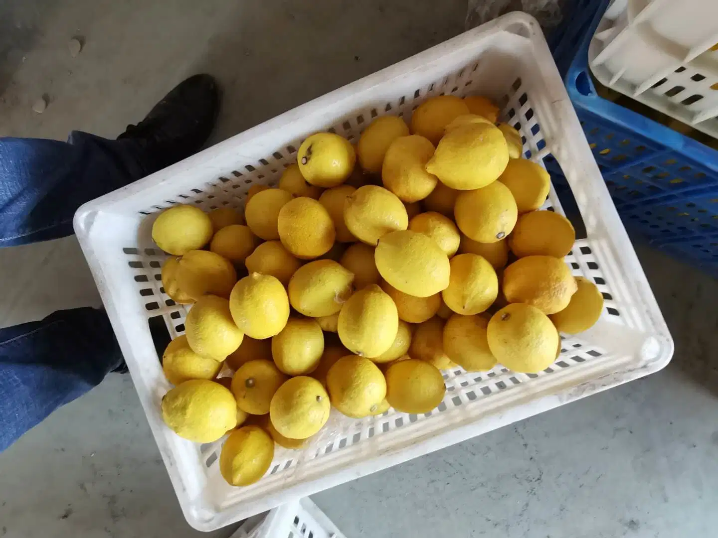 Fresh Fruits Wholesale/Supplier Fresh Citrus Fruit Yellow Lemon