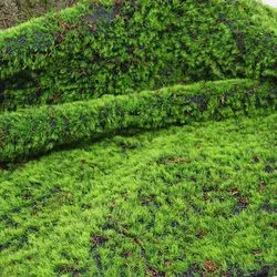 New Designed for Home Wall Shop Window Decoration Green Sofe Artificial Moss Grass Mat