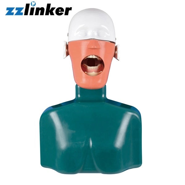 Lk-OS22 Dental Teaching Manikin Phantom Headmould with Body for Students