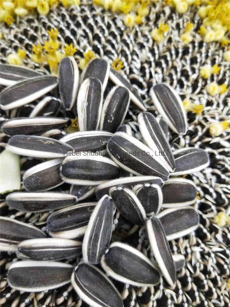 361/363/601 Sunflower Seeds Wholesale Price