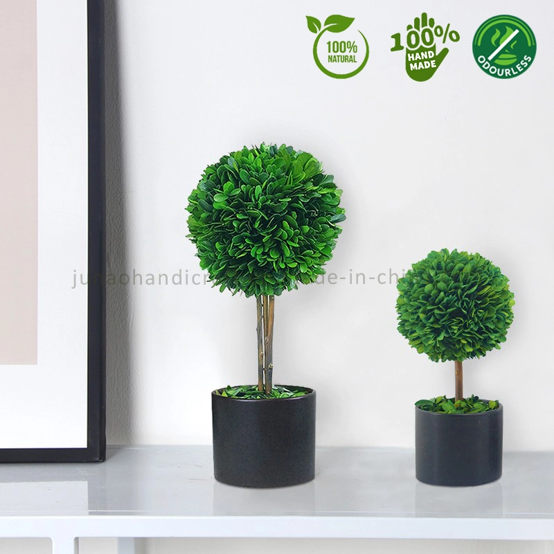 100% Natural Preserved Boxwood Topiary Bonsai White & Black Column Potted Plant