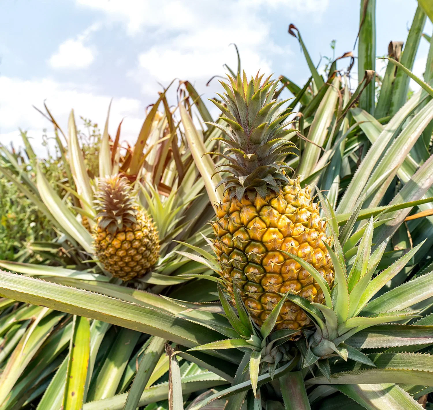 Altamente eficaz de productos químicos agrícolas Picloram el 24% de las malas hierbas Broad-Leaved SL herbicida.