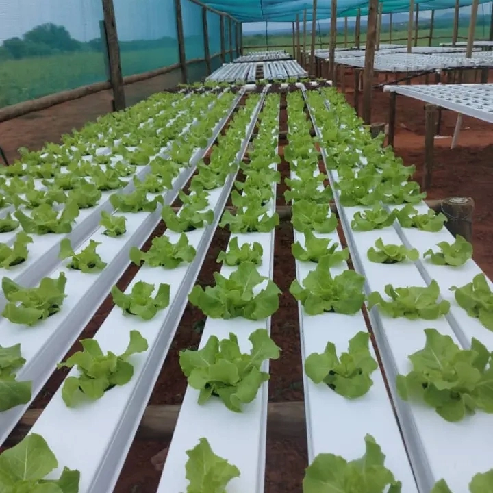 Greenhouse Commercial Multi Span Medical Plant Hydroponic System