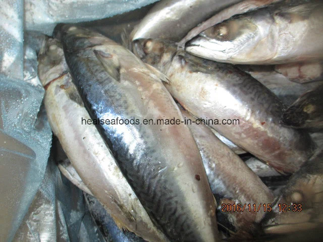 Frozen Mackerel Fish Pacific Mackerel (300-500g)