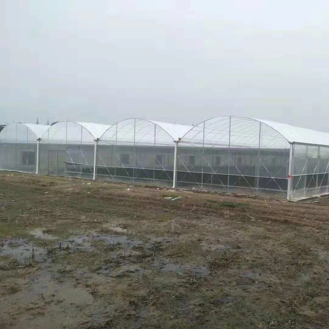 Smart Multi-Span Arch Type Film Agriculture Greenhouse for Vegetables with Hydroponics Growing System for Tomato Cultivation Image