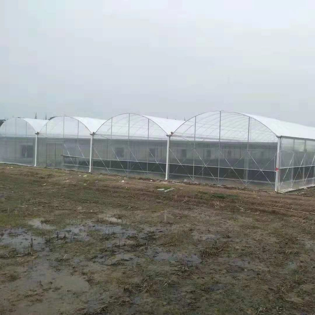 Smart Multi-Span película tipo arco de la agricultura de gases de efecto para las verduras con Hidroponía sistemas de cultivo para el cultivo del tomate imagen